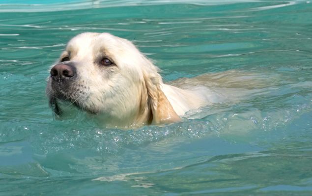 Look, mum, I'm swimming all by myself
Keywords: Jayjay Golden Retriever