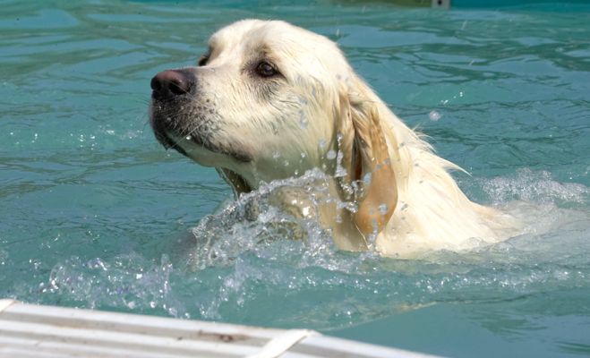 Making a splash
Palabras Clave: Jayjay Golden Retriever