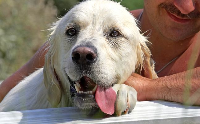 Gotta take a breather
Ключові слова: Jayjay Golden Retriever tongue