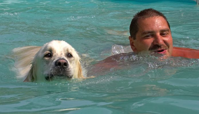 Hey, I'm concentrating on my doggie paddle
Ключевые слова: Jayjay Golden Retriever Zbigniew