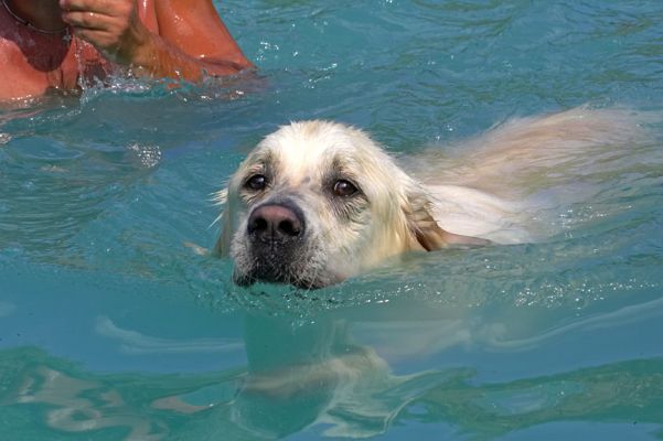 Here I am on another lap
Palabras clave: Jayjay Golden Retriever