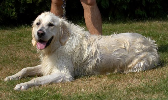 What an achievement; now I'm gonna lie on the grass and dry off
Keywords: Jayjay Golden Retriever