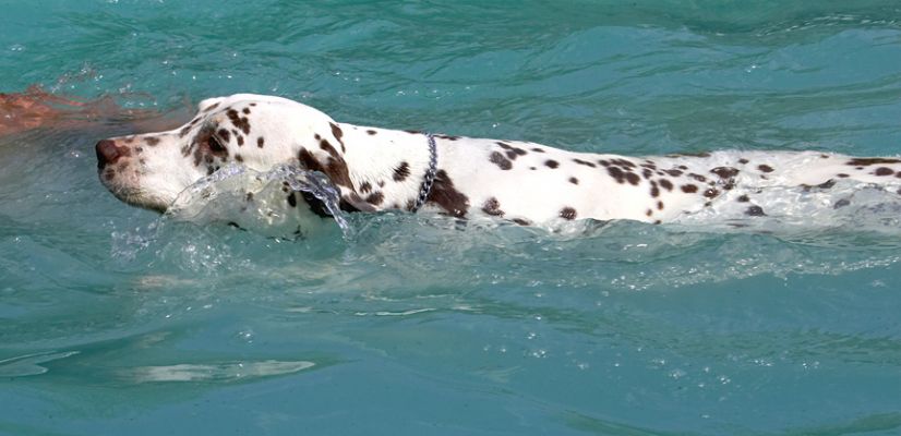 This is my maiden voyage and I'm doing OK
Schlüsselwörter: Cookie Dalmatian