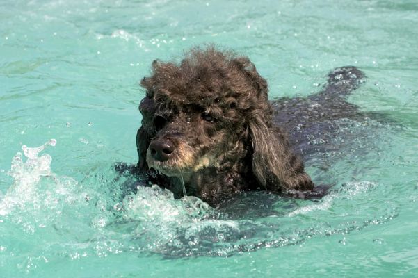 And I thought we were going on a walk!
Anahtar kelimeler: India Miniature poodle