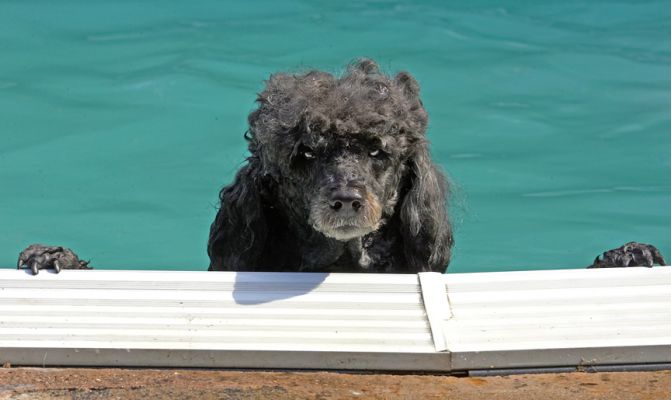 I'm looking for the poolside bar
Anahtar kelimeler: India Miniature poodle