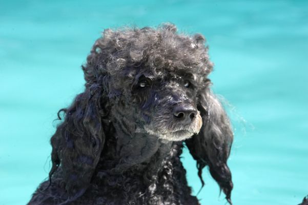 Are the drinks over there?
Ключови думи: India Miniature poodle