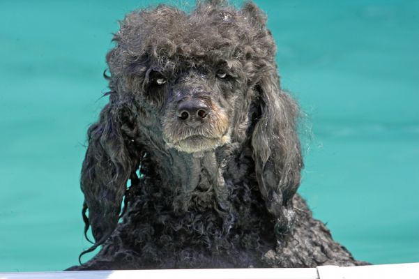 Look at the state of my hair.................
Keywords: India Miniature poodle