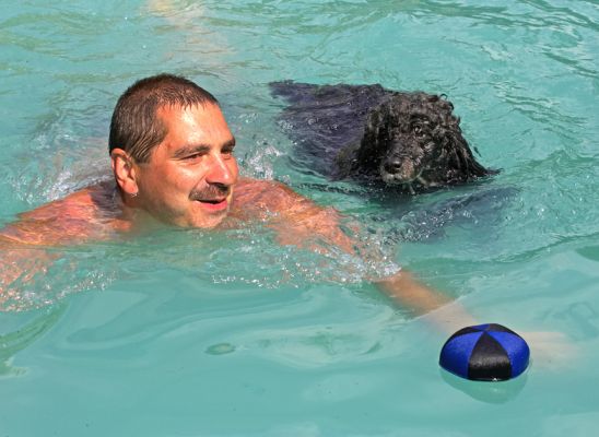 Hey, that ball is mine
Trefwoorden: India Miniature poodle Zbigniew