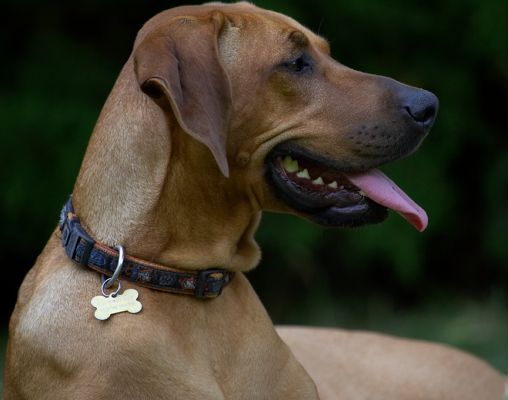 If you think I'm running on a hot day like this................
Anahtar kelimeler: Kila Rhodesian Ridgeback