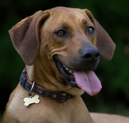 I'm just going to sit here, OK?
Anahtar kelimeler: Kila Rhodesian Ridgeback