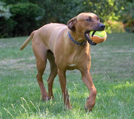 Me and my ball
Ključne besede: Simba Rhodesian Ridgeback
