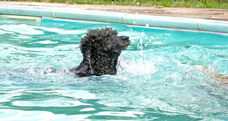 Look, I'm a periscope
Trefwoorden: India Miniature poodle