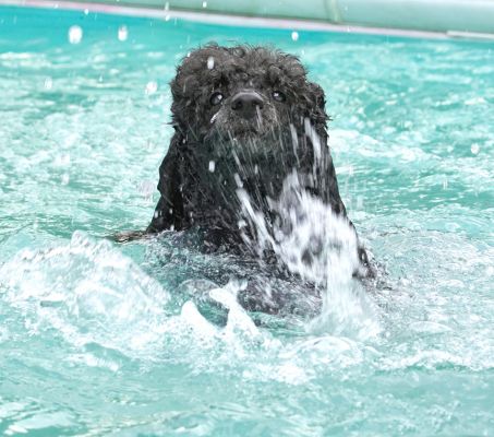 How do I keep this water out of my hair?!
Anahtar kelimeler: India Miniature poodle