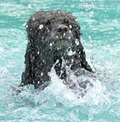 Splish splash
Palabras clave: India Miniature poodle
