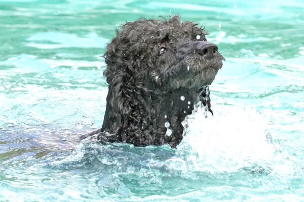 Here's my Loch Ness monster impersonation
Keywords: India Miniature poodle
