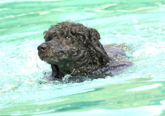 I'm getting the hang of this now
Λέξεις-κλειδιά: India Miniature poodle