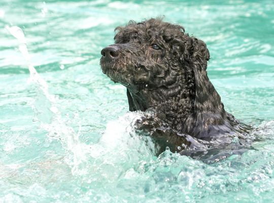 Did I make that splash?
Ключові слова: India Miniature poodle
