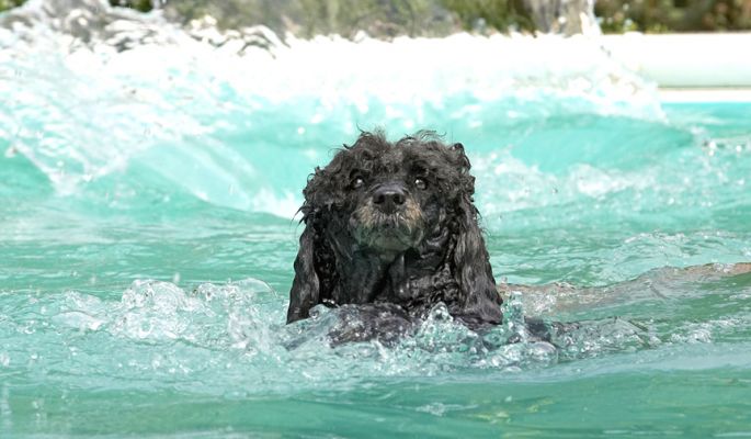 Aaarrrgghhh, Poseidon
Schlüsselwörter: India Miniature poodle