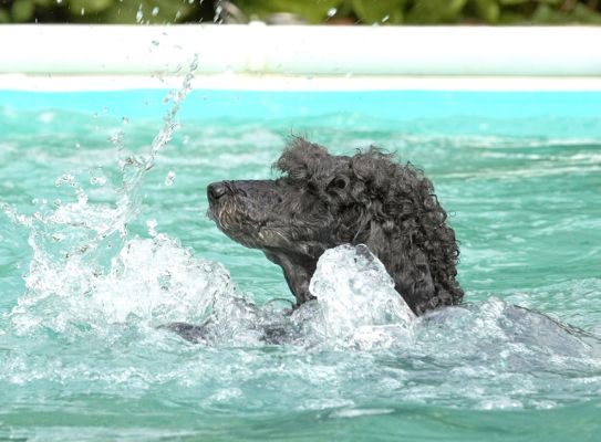 Look, I can make my own water fountain
Keywords: India Miniature poodle