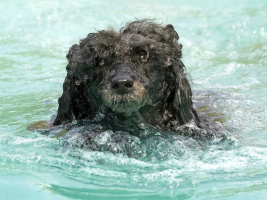 Hey, the bedraggled look is very in
Keywords: India Miniature poodle
