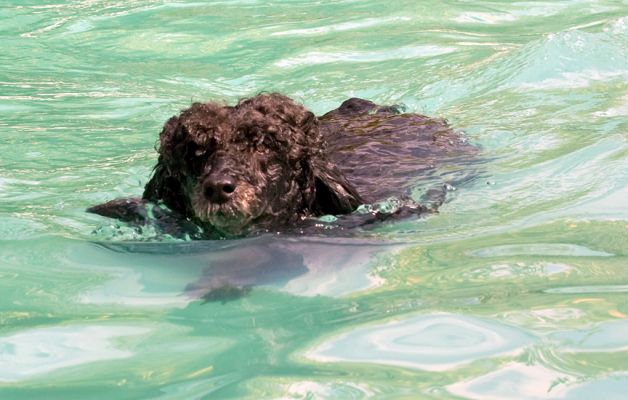 Look, I'm as sleek as a seal
Mots-clés: India Miniature poodle