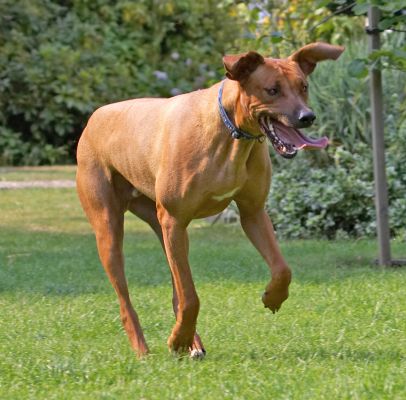 I'll get the ball
Ключові слова: Simba Rhodesian Ridgeback