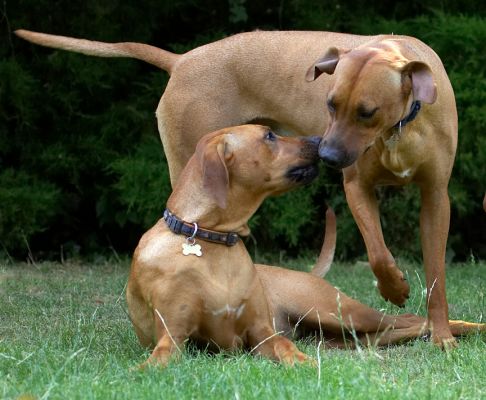 Are you gonna come play?
الكلمات الإستدلالية(لتسهيل البحث): Kila Simba Rhodesian Ridgeback