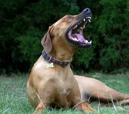 I'm just toooooo tired to play
الكلمات الإستدلالية(لتسهيل البحث): Kila Rhodesian Ridgeback