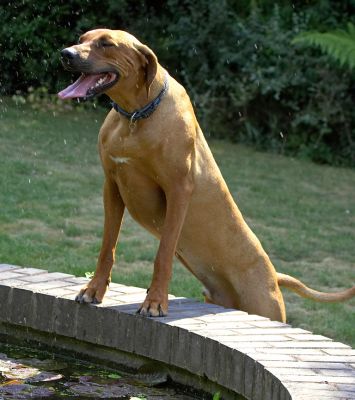 I'll just have a stretch
Keywords: Simba Rhodesian Ridgeback