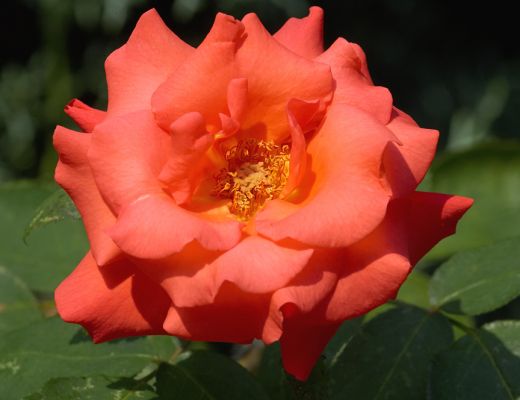 Summer rose
Anahtar kelimeler: Summer rose