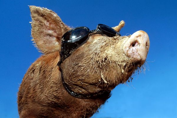 Tamworth Pig In Hoggles
Enjoying the hottest July day in British history, July 19 2006.  This photo taken by Dan at Caters News --- news@catersnews.com
Keywords: Hoggles Doggles Tamworth Pig sunshine Caters News blue sky snout nose shades heat