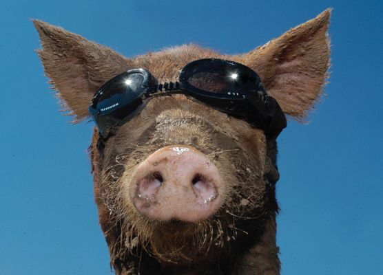 A Tamworth Pig In His Hoggles
July 19 2006 was the hottest July day in U.K. history.  We were contacted by Caters News several days ahead of time.  They wanted a photograph that would illustrate "hot," and they suggested pigs in Doggles --- renamed by them to Hoggles.  This is one of their photos, distributed by them to the press.  news@catersnews.com
Keywords: Hoggles Doggles Tamworth pig sun tan shades heat hot snout