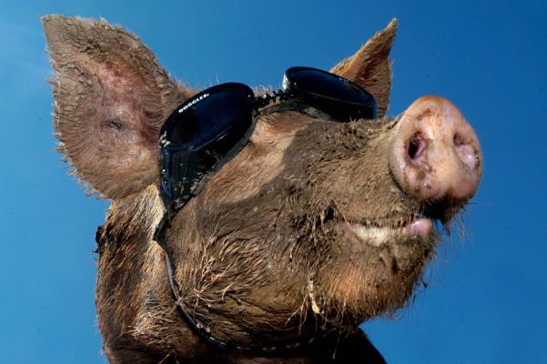 Tamworth Enjoying the Sunshine
One of our Tamworth pigs wearing his Hoggles to keep the sun out of his eyes.  This shot was taken by Dan from Caters News --- news@catersnews.com
Keywords: Tamworth pig Hoggles Doggles sun snout nose hot shades