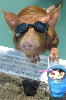 Tamworth Pig In The Pool
This photo was taken by Caters News and distributed to the media on the hottest July day in U.K. history -- July 19 2006.  Our Tamworth enjoying a dip in the pool and a cool cocktail.  news@catersnews.com
Anahtar kelimeler: Tamworth sunshine Hoggles Doggles cocktail pool swimming pig heat shades