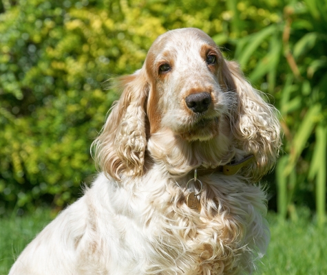 Yeah, I'm watching you
Trefwoorden: Basil Cocker Spaniel
