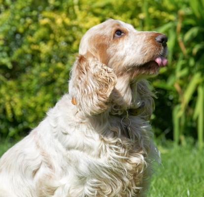 No, I'm not posing any more........
Anahtar kelimeler: Basil Cocker Spaniel tongue