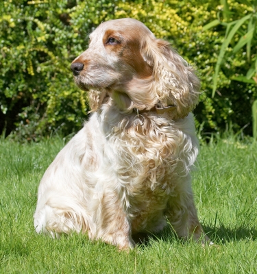 .......... no matter how often you call my name ...........
Λέξεις-κλειδιά: Basil Cocker Spaniel