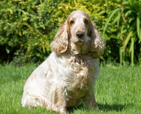 ........... OK, one more time
Schlüsselwörter: Basil Cocker Spaniel