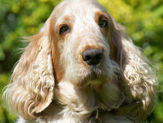 Mr Handsome
Anahtar kelimeler: Basil Cocker Spaniel
