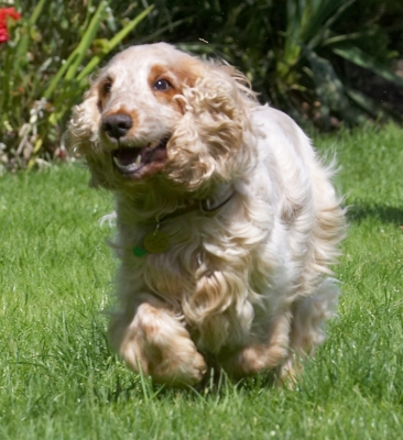 Enough of this sitting around
Palabras clave: Basil Cocker Spaniel