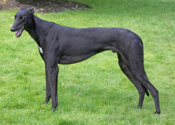 This is better than chasing hares
Palabras clave: Buddy Greyhound