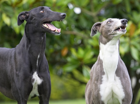 OK, you got our attention
Schlüsselwörter: Buddy Molly Greyhound