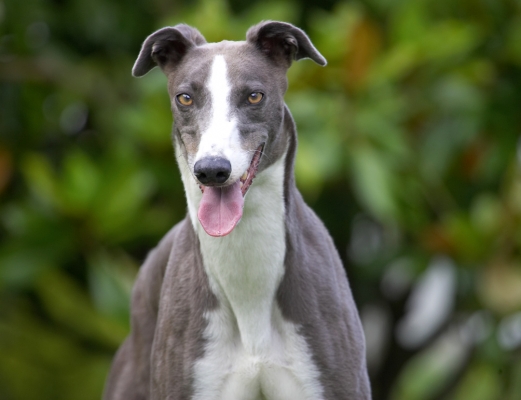What's next?!
Mots-clés: Greyhound Tongue Dog Dogs Head Stand Standing Molly Head Tongue