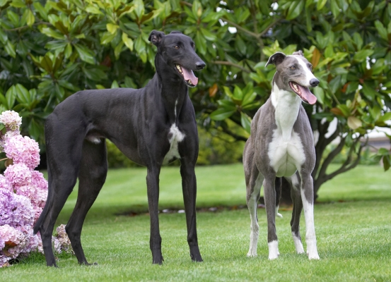 What shall we do next?
Palabras clave: Greyhound Dog Dogs Stand Standing Tongue Play Playing Playtime Buddy Molly