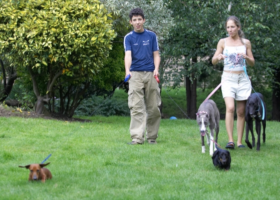 Little and Large!!
Trefwoorden: Larysa Ross Louis Remy Miniature Daschund Greyhound Dog Dogs Exercise Play Playing Playtime Buddy Molly