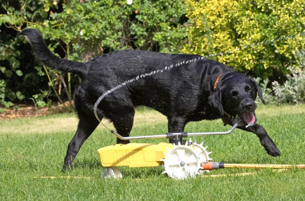 Hey, a drinking fountain
Palabras clave: Harvey Black Labrador rain train