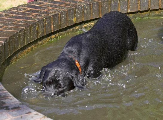 Now, where did I put the ball
Trefwoorden: Buddy Black Labrador