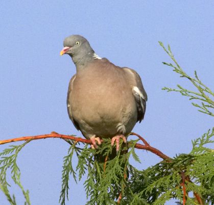 Perilous perch
Palabras clave: Wood pigeon