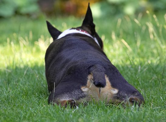 Do you think they can see me?
Palabras clave: Tapa English bull terrier
