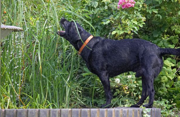 Oh look, another drinking fountain
Klíčová slova: Harvey Black Labrador